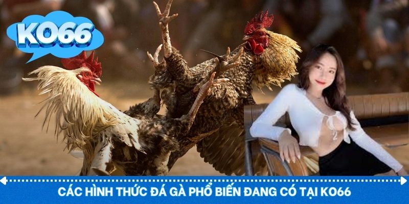 Đa dạng hình thức đá gà theo nhiều phong cách