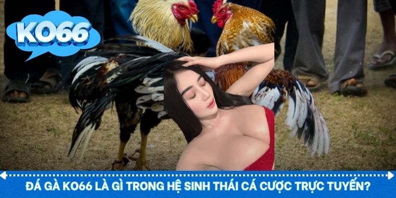 Đá gà KO66 phát sóng trực tiếp trường đấu quốc tế