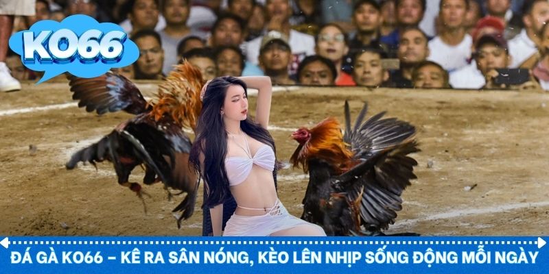 Đá Gà KO66