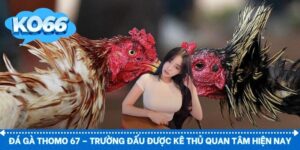 Đá gà Thomo 67