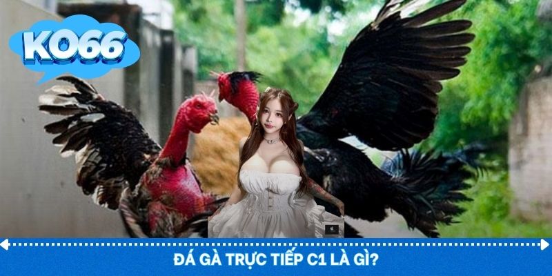 Đá gà C1 tốc độ cao, thiên về giải đấu